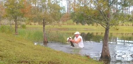 Aligator, Pas, Spasavanje