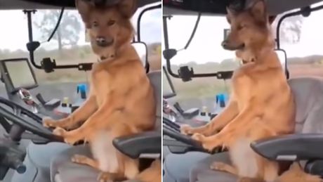 Pas Žuća vozi traktor