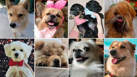 Izložba pasa online