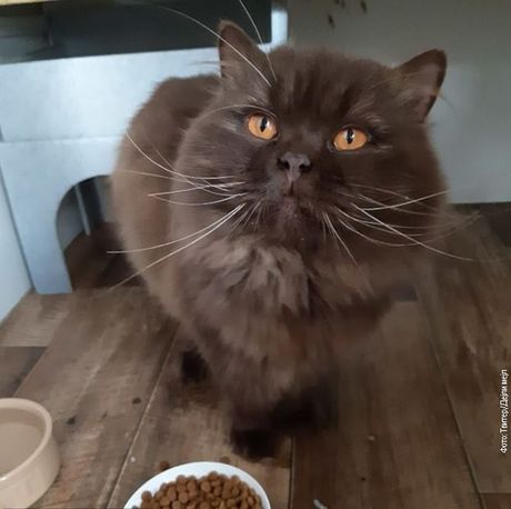 mačor, mačka, Ivan