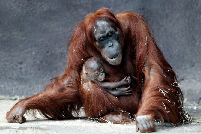 Orangutanica i mladunče, Czech Republic Orangutans