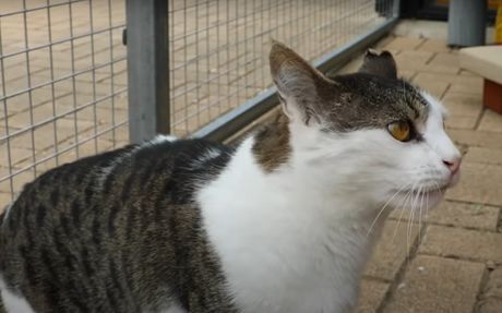 Čester, mrzovoljni mačor