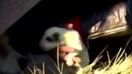 Zeleno štene Gruzija