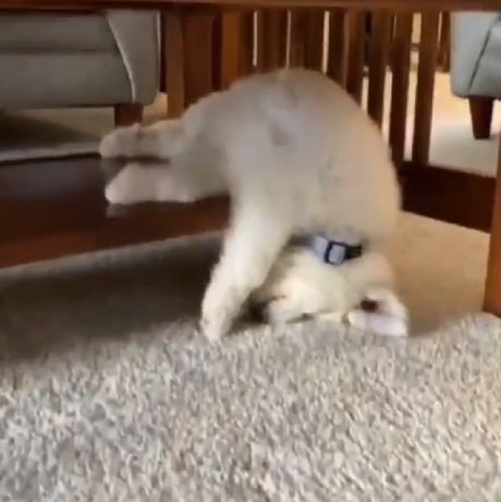 Štene zlatnog retrivera