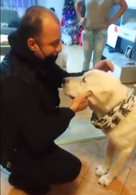 Beluka, nadjeni pas, Požarevac