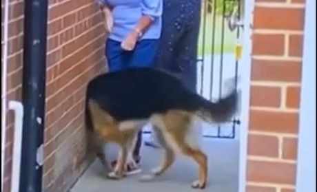 Optička iluzija pas, zid