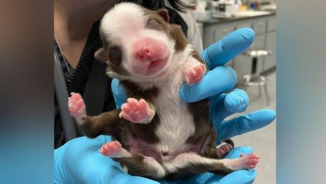 Štene pas sa šest nogu šapa