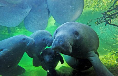 Manatees, morska krava