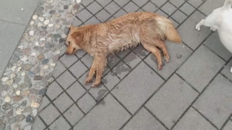 Požega, trovanje pasa