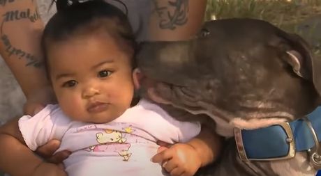 Beba pitbul Kalifornija