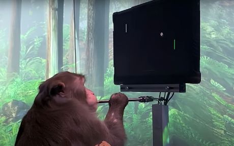 majmun, igrica, neuralink