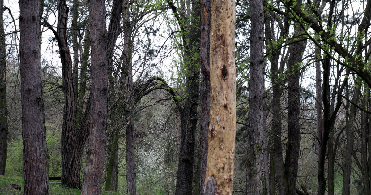 Dangerous Reptile Found in the Heart of Europe: Rapidly Reproducing, Powerful Bite, Called "KILLERS"