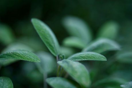 Žalfija, čaj, biljka