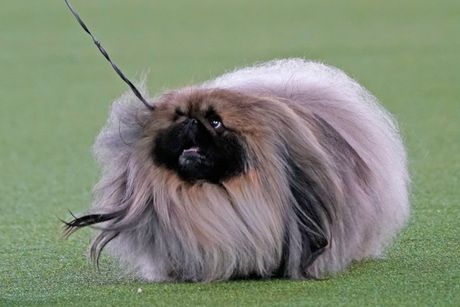 Westminster Kennel Club