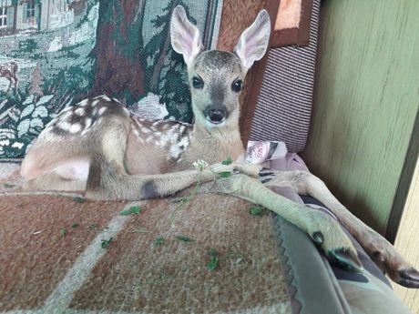 Nikola Bešević iz sela Dragačica, lane