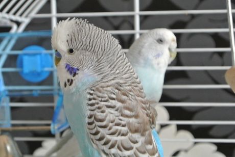 Papagaj, tigrica, tigrice