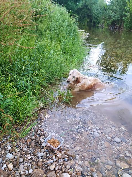 Pas ispod mosta u vodi