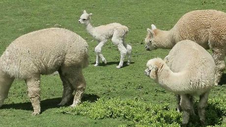 Zoo vrt Palić, Alpaka