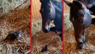 Ljubav bez granica: Mače i konj koji se maze u štali će vas potpuno raznežiti, mlina ih je gledati