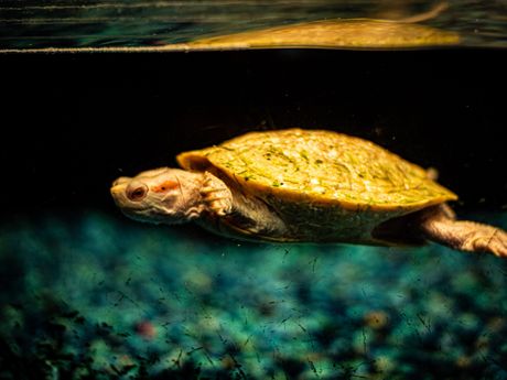 Albino kornjača, kornjače