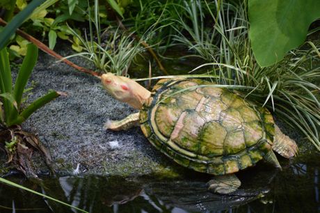 Albino kornjača, kornjače