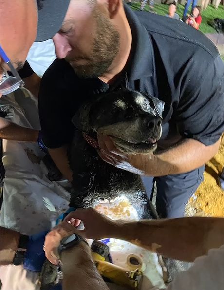 Gluvi pas spasavanje vatrogasci Arlington Teksas