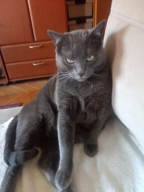 Mačka Mačak Ruska plava traži dom