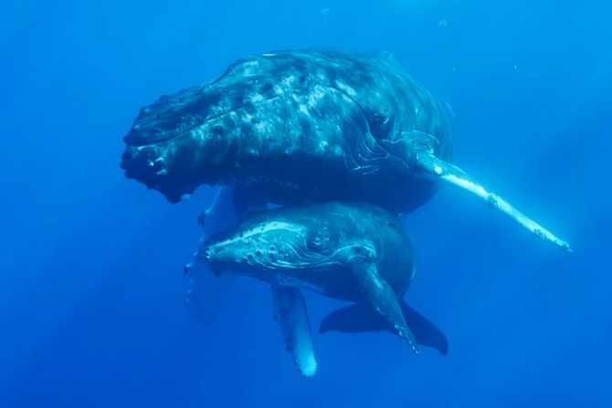 Majka i mladunče grbavog kita