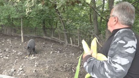 Pripitomljeni vepar divlja svinja Čačak Mićko Tomo Bošković