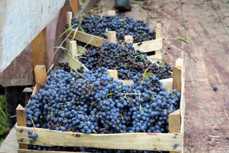 Grozđe, berba, jesen