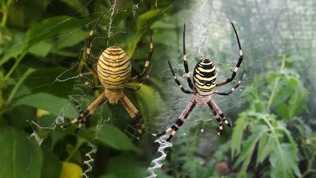 Pauk slikan u Smederevskoj Palanci