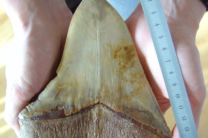 megalodon zub ajkula ilustracija