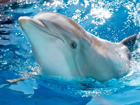 Winter The Dolphin Dies At Clearwater Aquarium Dolphin Tale Delfin