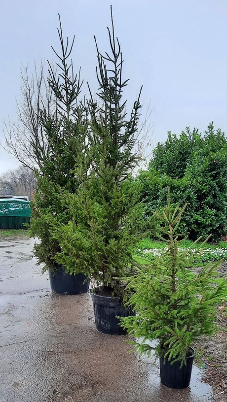 jelke, zelenilo, jelka