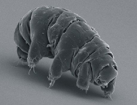 Vodeni medved, Tardigrade