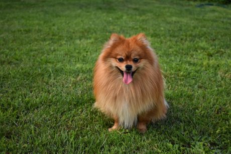 Pomeranac pas
