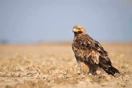 Orao krstaš (Aquila heliaca)
