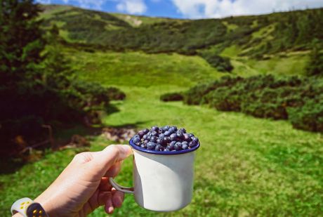 Borovnice iz Ukrajine