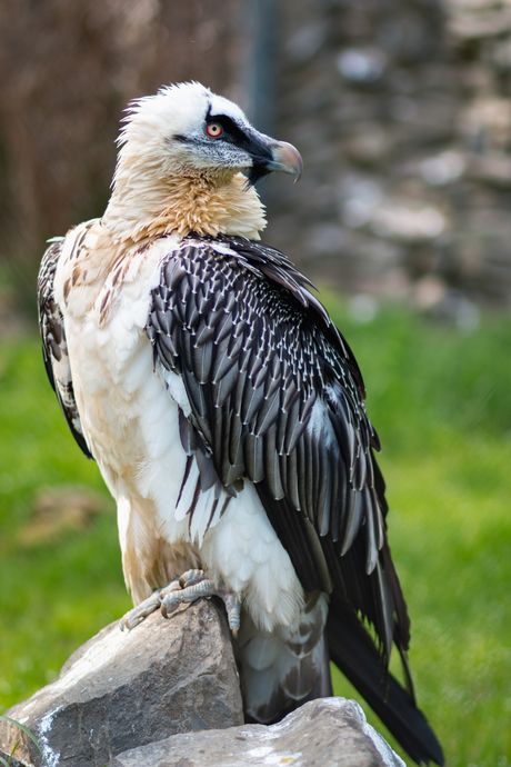 Orao Bradan, Gypaetus barbatus