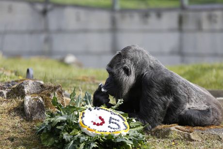 Najstarija ženka gorila Fatu proslavila 65 rođenda zoo vrt Berlin Fatou