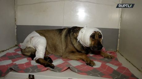 Pas poliven kiselinom