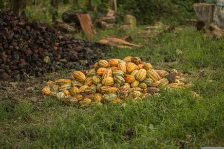 Belize, čokolada, kakao