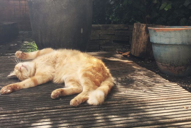 Mačka, maca, ljubimac