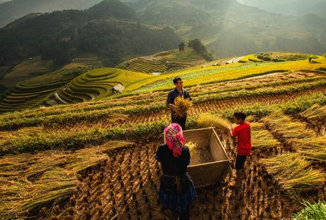 Vijetnam, pirincana polja