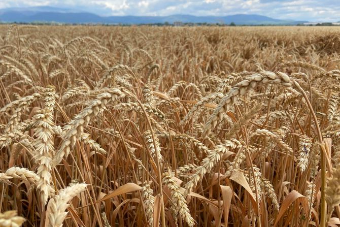 polje pšenice usevi