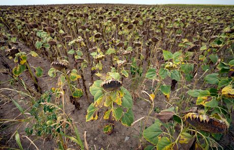 Evropa suša suncokreti