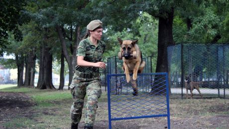 Dresura pasa, DRESERI vojni policijski PSI,