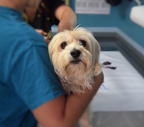 Pas i kvalitetan život