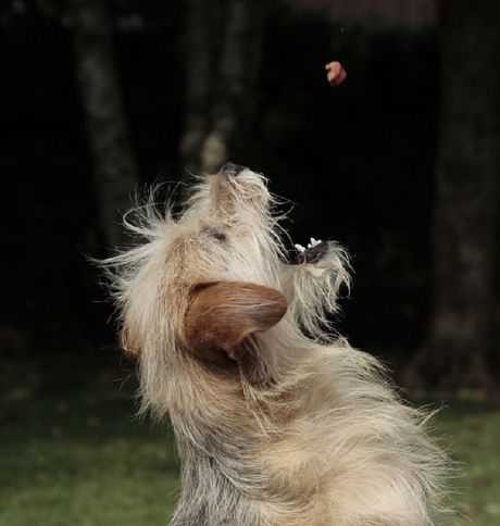 Pas i kvalitetan život