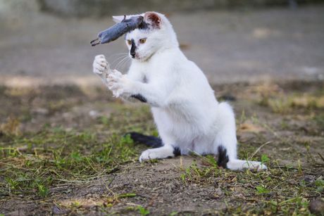 macija igra sa plenom